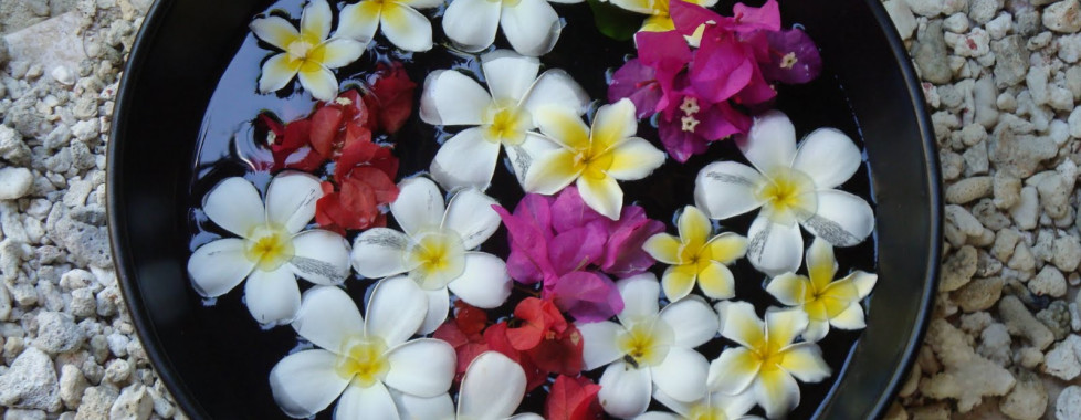 frangipane flowers