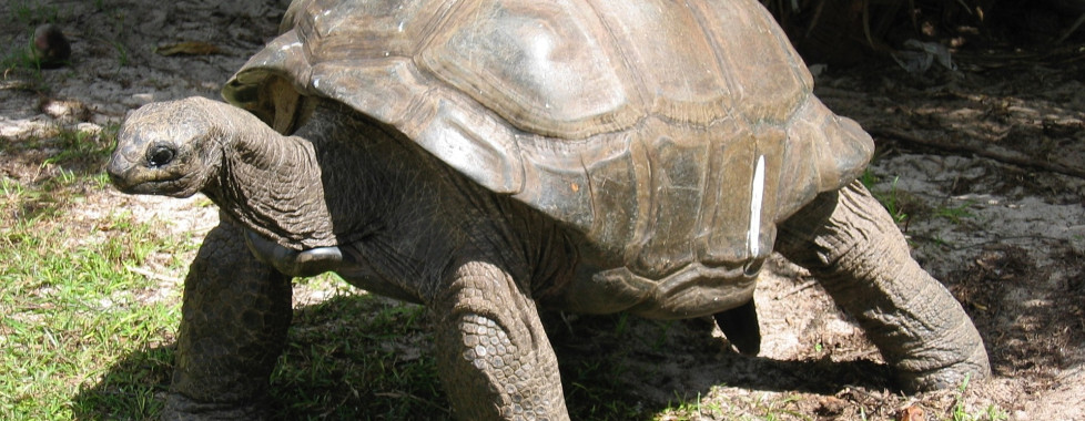 tartaruga seychelles